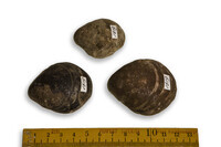 F 01519
<br/>
<br/>
<em></em>